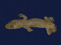 藏品(蝎虎)的圖片